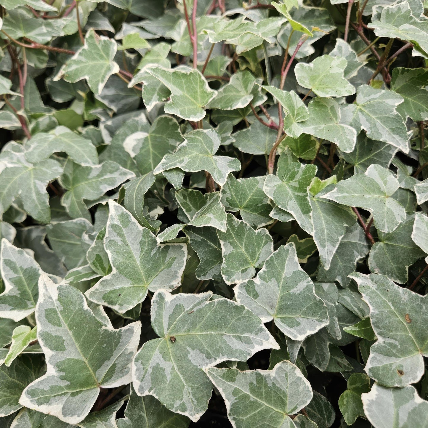 12x Common Ivy 'Glacier' - ↕10-25cm - Ø9cm