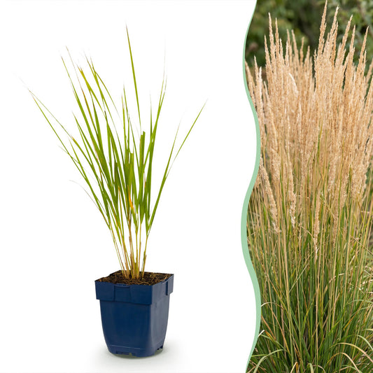 Grasses - Calamagrostis Karl Foerster - Feather Reed Grass - Plumed - Green - 6 Plants - 11cm Pot - 15-25cm Height