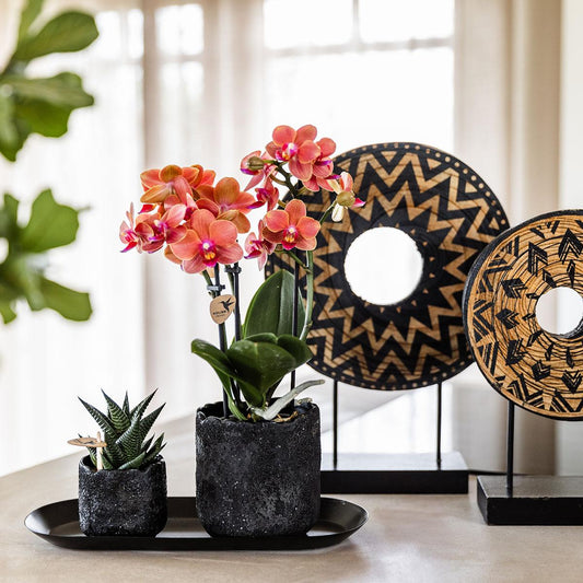 Kolibri Company | Set di piccole piante Urban Nature | Orchidea Phalaenopsis arancione Bolzano e succulenta incl. vasi decorativi in ​​ceramica su vassoio nero