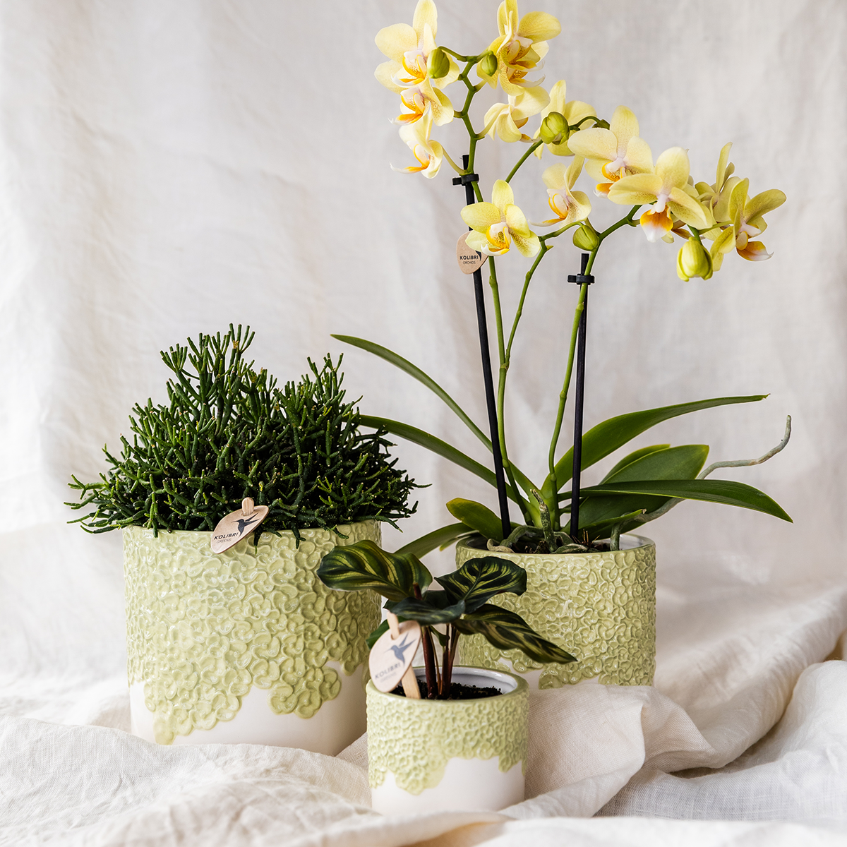 Kolibri Company | Set di piante Bloom Green | Orchidea gialla Albenga 9cm + piante verdi incl. vasi decorativi