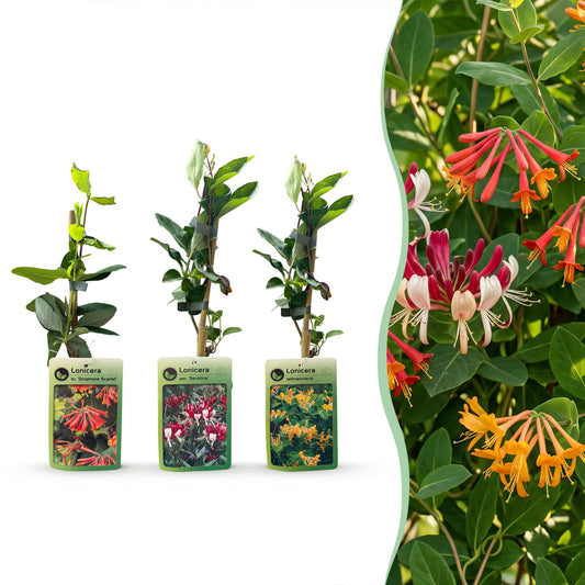 6x Lonicera Tricolour - Tricolour honeysuckle - Red - Purple - Orange - Yellow - Climbing plant - Ø9cm - ↕35cm