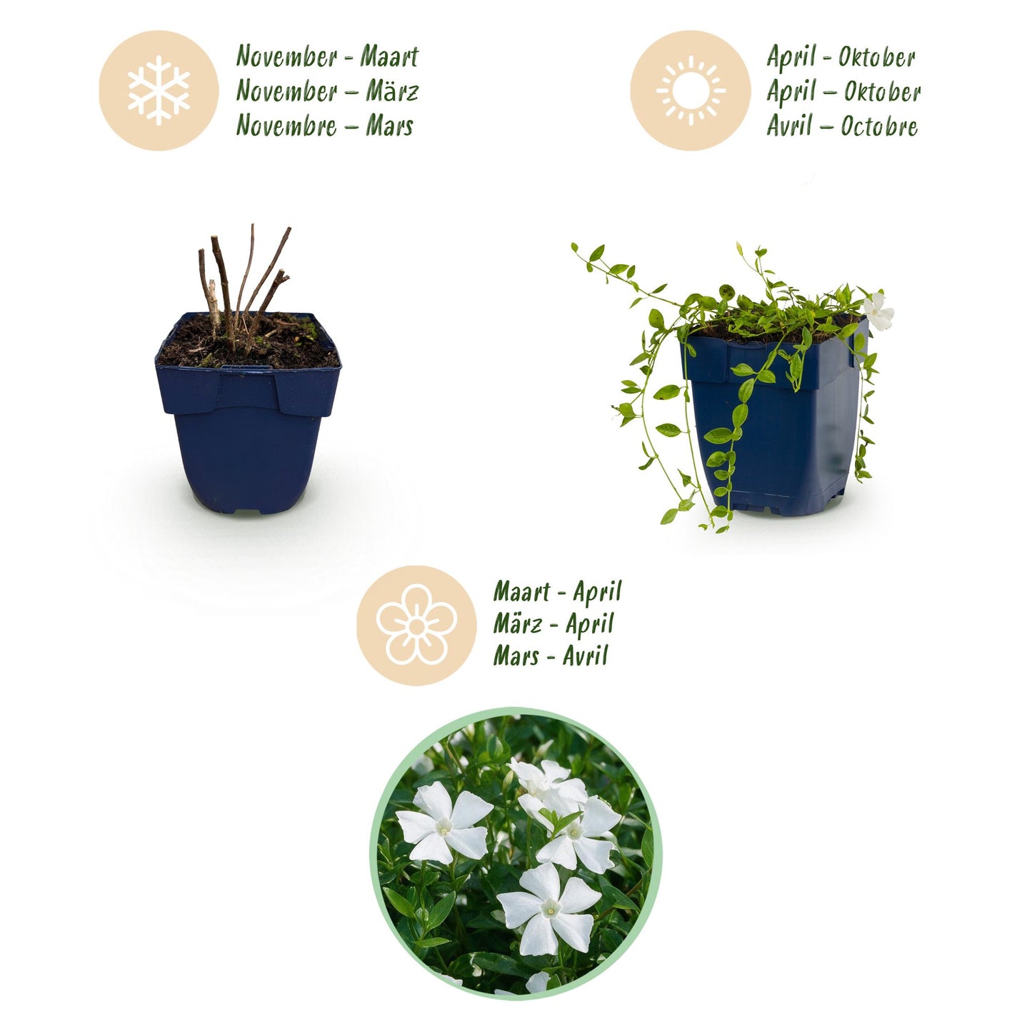 Perennial - Vinca minor Alba - Periwinkle - Ground Cover - White - 1 Plant - Pot 11cm - Height 15-25cm