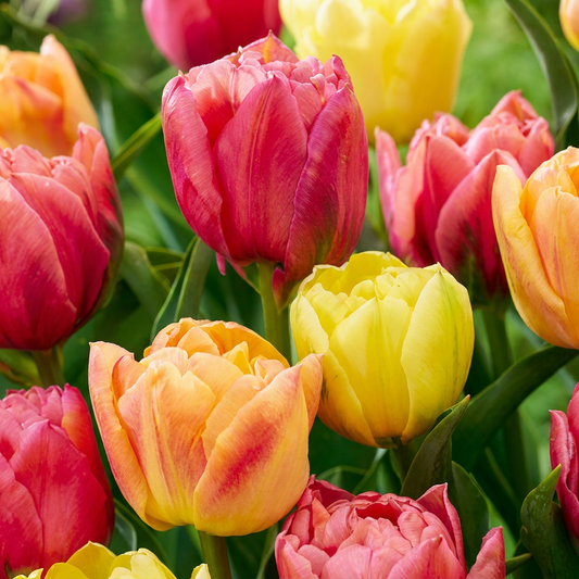 96x Tulipa Symbiosa mix - Tulip Symbiosa mix - Miscellaneous - Spring bloomer - Bulb size 11/12