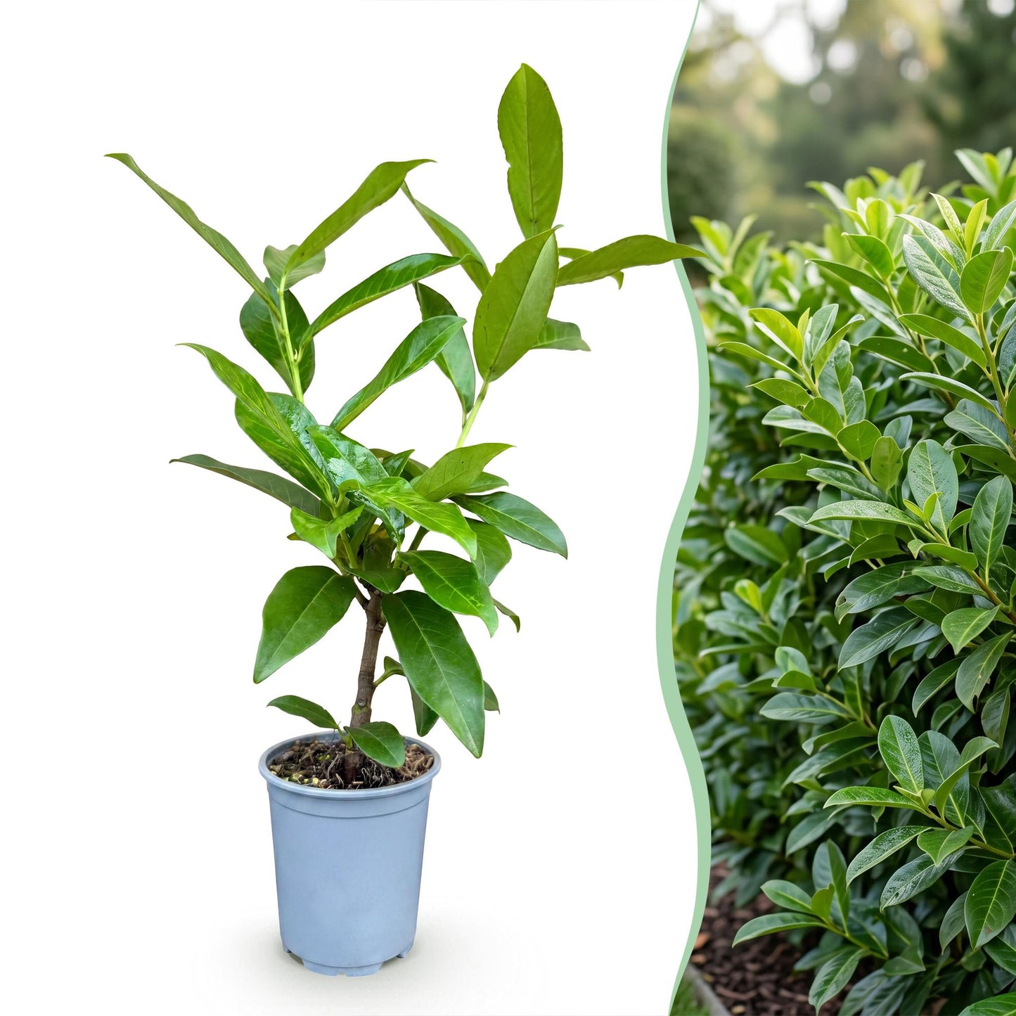 Green boutiQ - 8x Prunus laur. Novita - Cherry Laurel - Hedge Plants - Evergreen - Green - Pot 9cm - Height 25-35cm