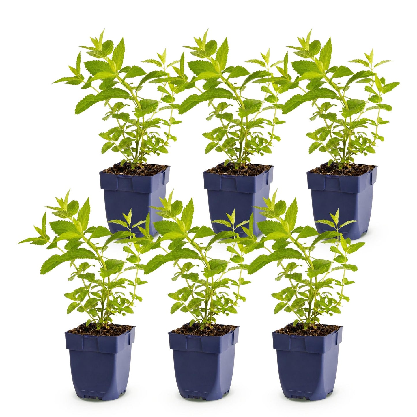 Green boutiQ - Plante vivace - Nepeta sib. Wild Orchid - Herbe à chat - Attire les abeilles et les papillons - Rose - 6 Plantes - Pot 11cm - Hauteur 15-25cm