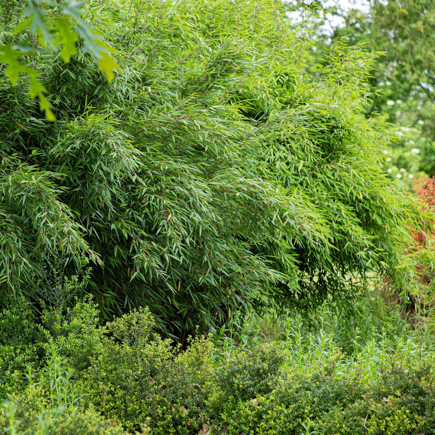 Grasses - Fargesia nitida Red Dragon - Non-invasive Bamboo - Evergreen - Green - 2 Plants - Pot 23 cm - Height 80 cm