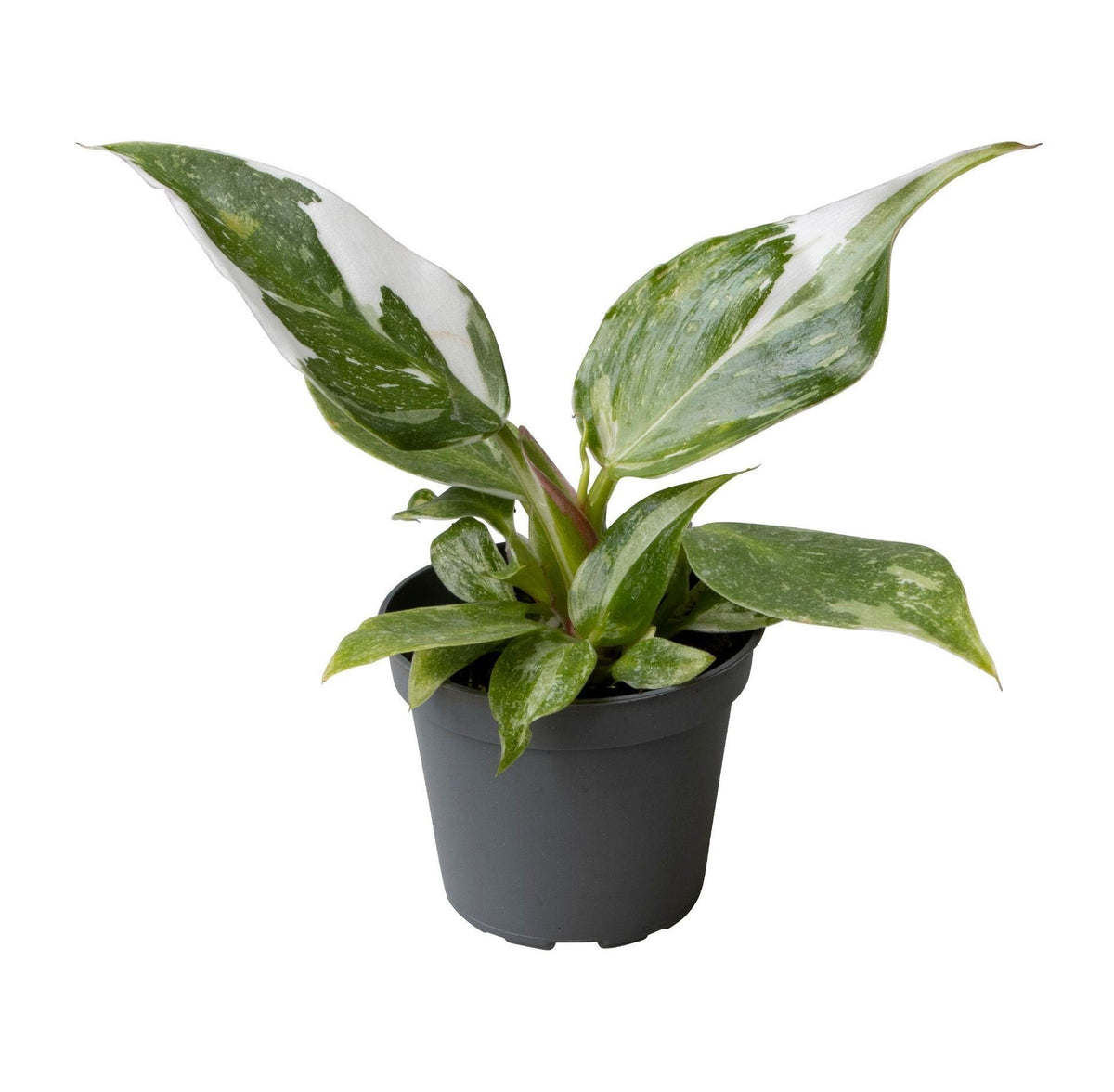 Philodendron White Princess - Philodendron White Princess - Verde - Bianco - Tropicale - Ø6cm - ↕16cm