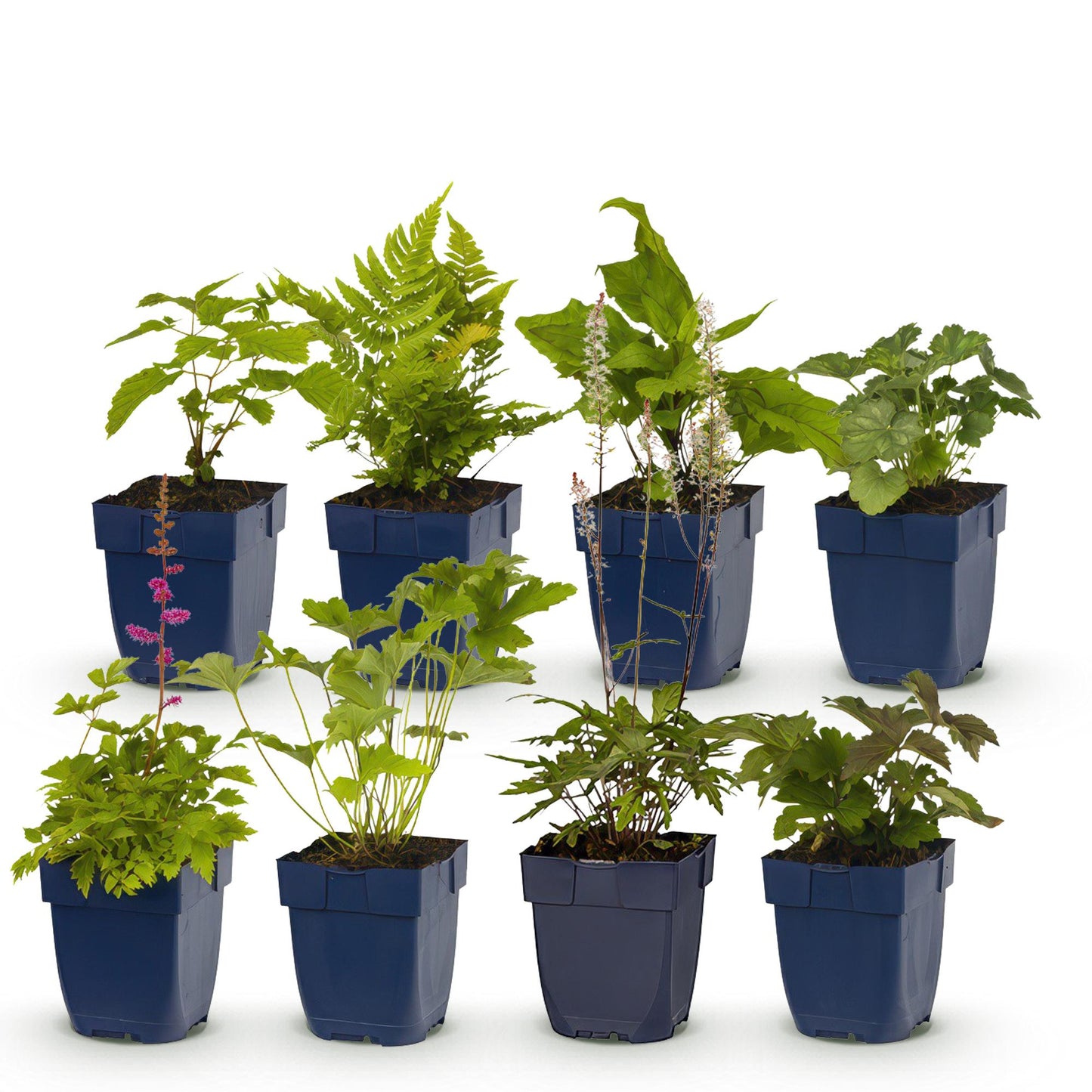 Green boutiQ - Pacchetto bordura - Ombra - 8 piante perenni - 1 m² - Vari colori - Bassa manutenzione - Vaso da 11 cm
