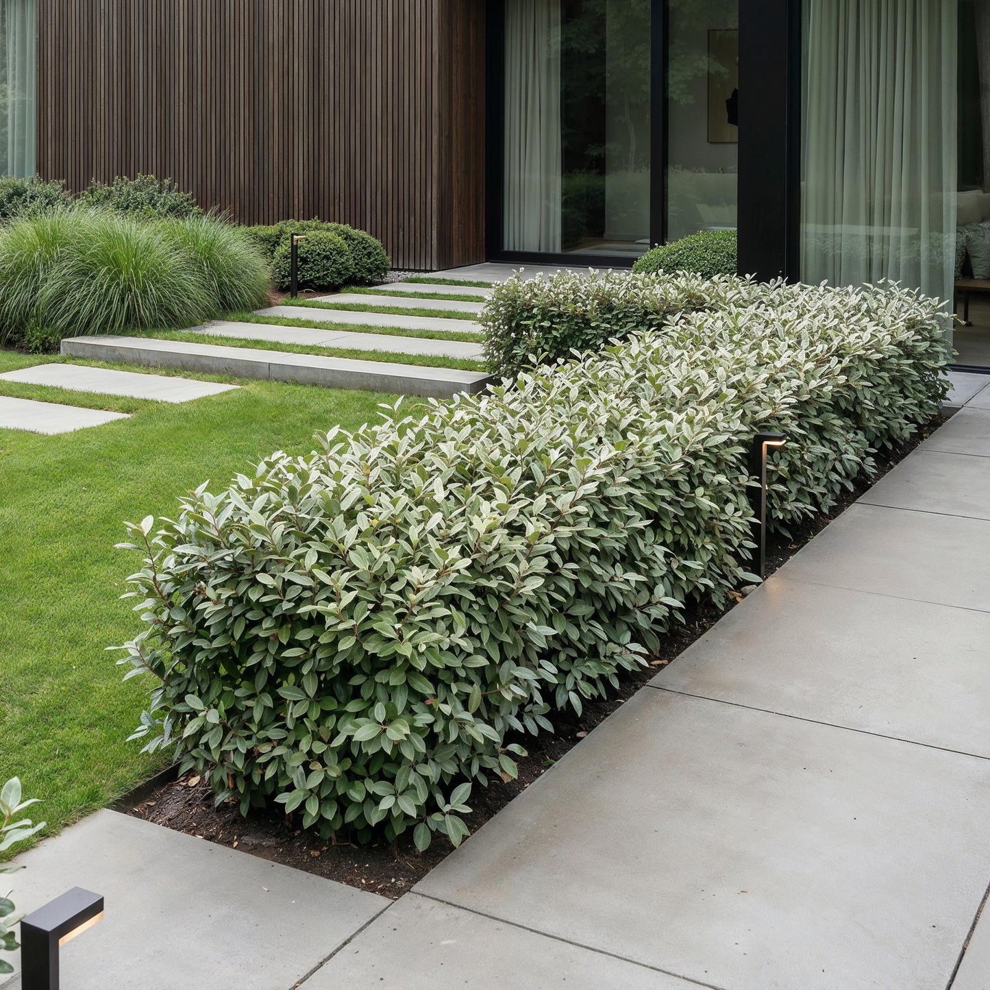 Green boutiQ - 24x Eleagnus ebbingei Compacta - Olive Willow - Hedge Plants - Evergreen - Gray - Pot 9cm - Height 25-35cm