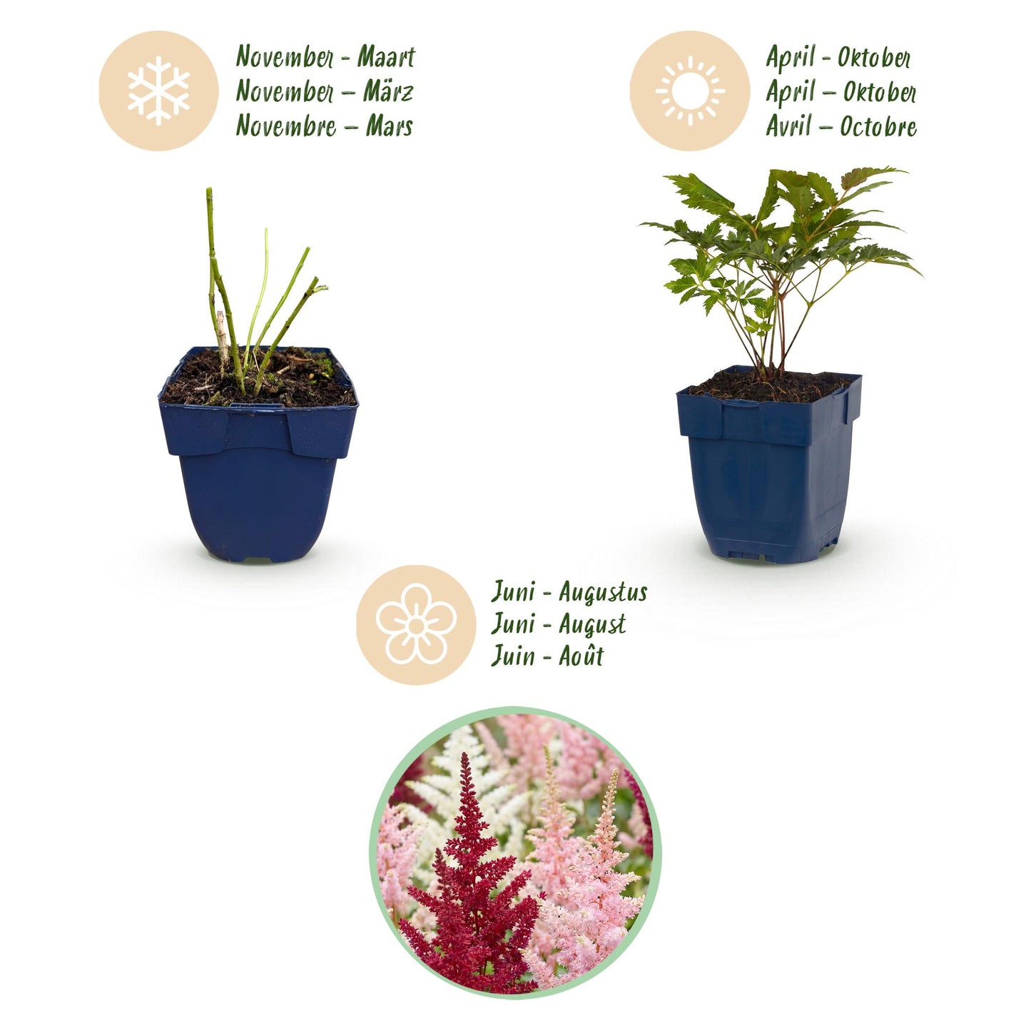 Pianta perenne - Astilbe Tricolour - Spirea - Ombra - Viola - Rosa - Bianco - 12 Piante - Vaso 11cm - Altezza 15-25cm
