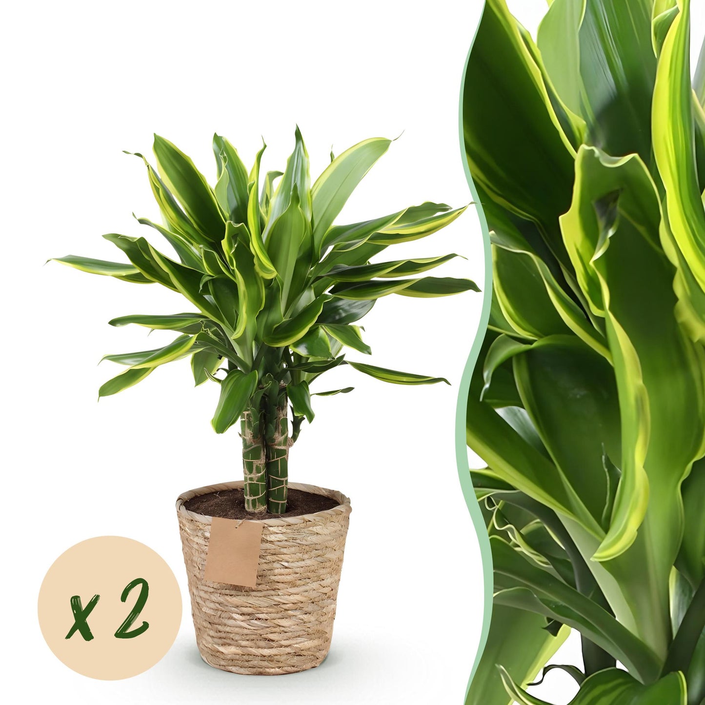Green BoutiQ - Green is... Houseplants - Dracaena fragrans Golden Coast - Dragon Blood Tree - Low maintenance - with basket - Green - 2 Plants - Pot 17cm - Height 50-55cm
