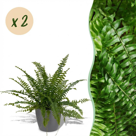 Houseplant - Nephrolepsis exaltata Green Lady - Fern - Pet-Friendly Plant - Green - 2 Plants - with Grey Pot - Pot 12cm - Height 25cm