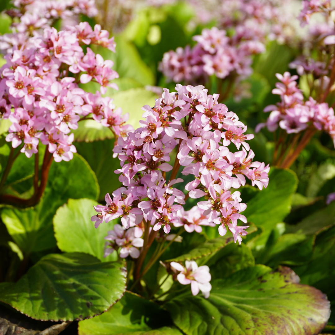24x Bergenia cordifolia - ↕10-25cm - Ø9cm