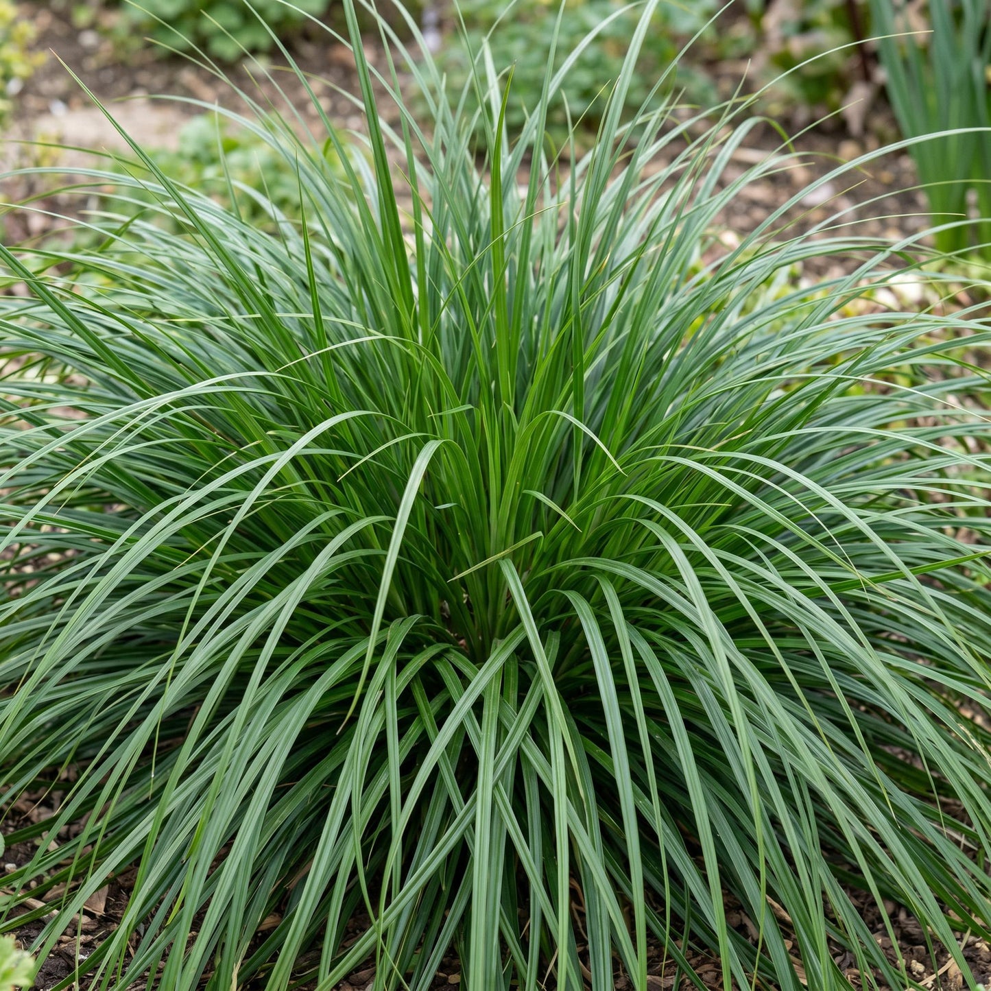Grasses - Carex oshimensis Evergreen - Japanese Sedge - Evergreen - Green - 6 Plants - Pot 11cm - Height 15-25cm