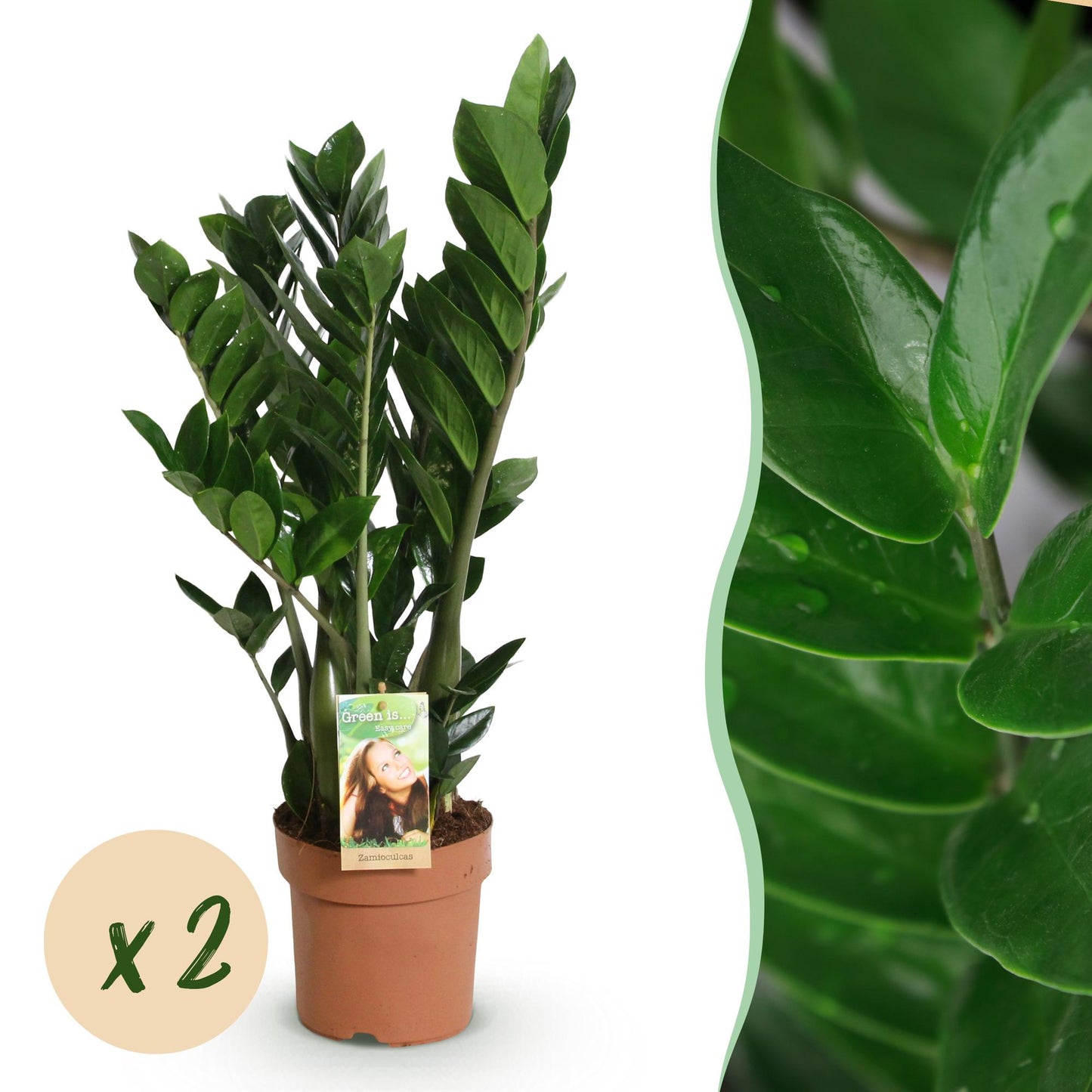Green BoutiQ - Green is... Houseplants - Zamioculcas - ZZ-plant - Low maintenance - Green - 2 Plants - Pot 17cm - Height 65-75cm