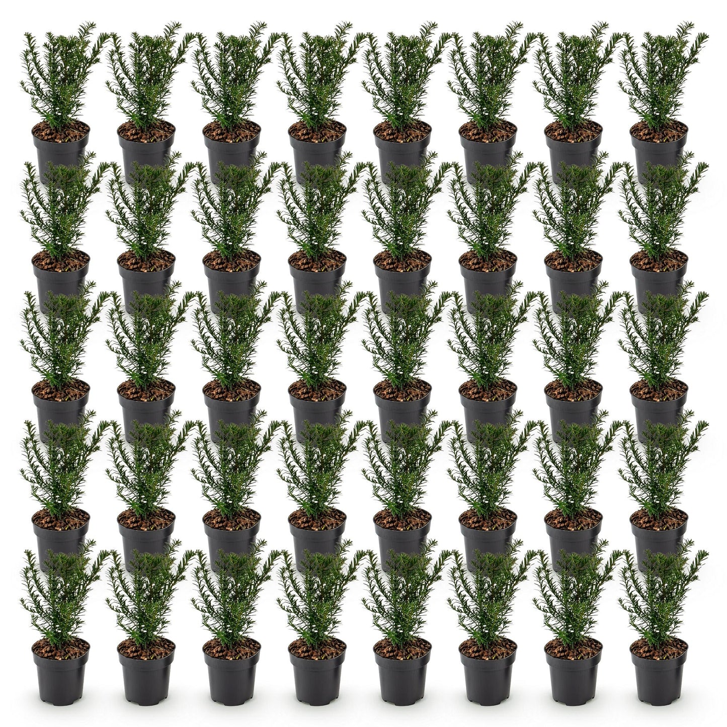 Green boutiQ - 40x Taxus baccata - Yew - Hedge Plants - Evergreen - Green - Pot 9cm - Height 20-30cm