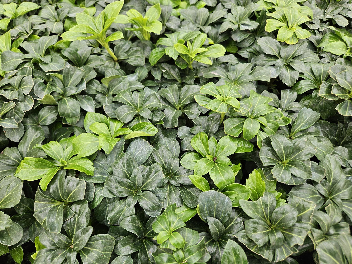 6x Pachysandra term. 'Green Sheen' - ↕10-25cm - Ø9cm
