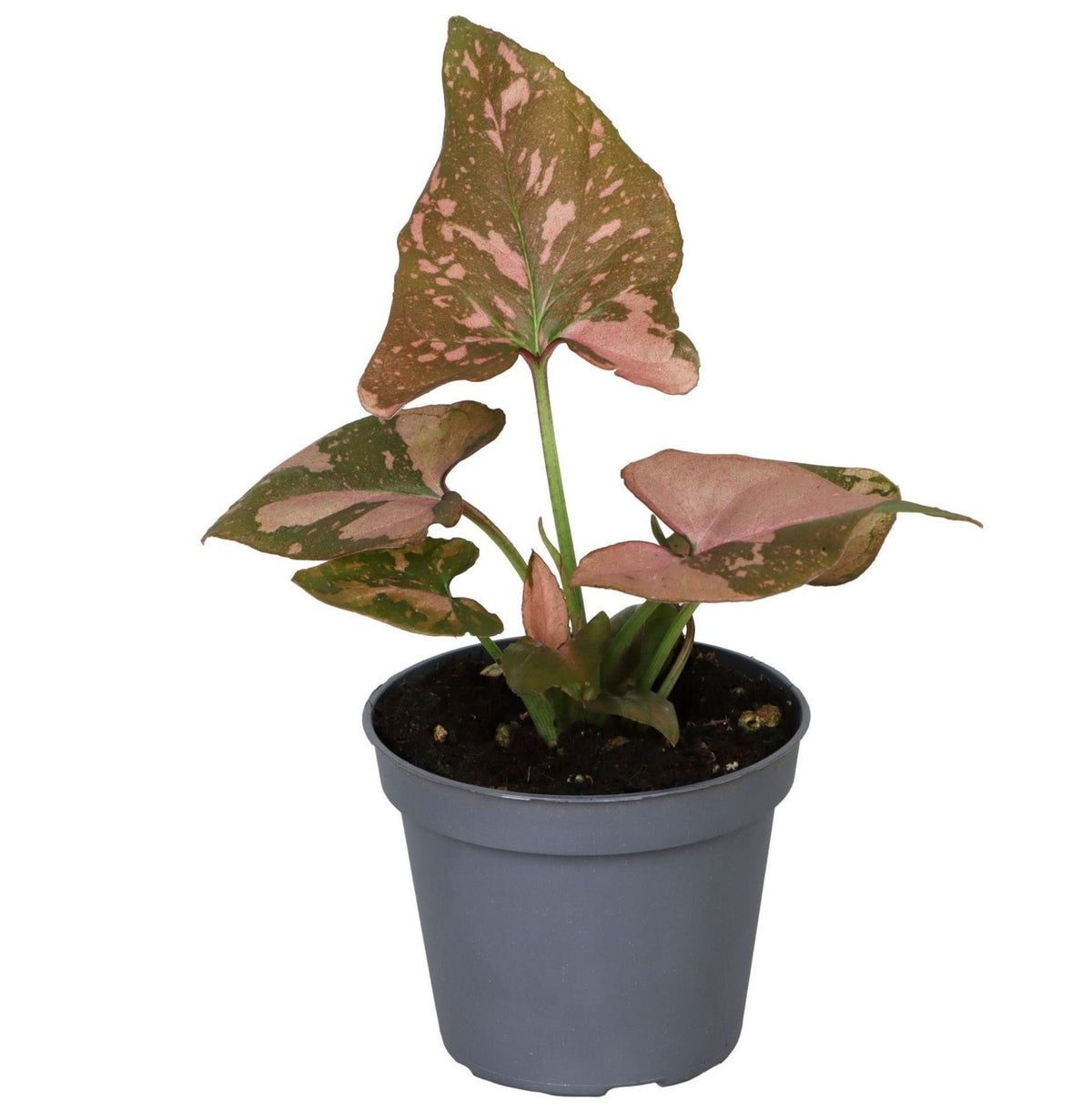 Syngonium Pink Splash - Pink arrowhead plant - Green - Pink - Tropical - Ø6cm - ↕10cm