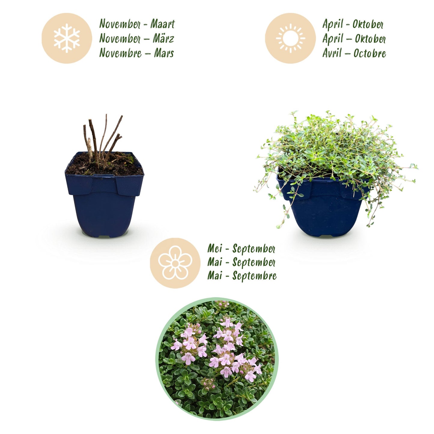 Vasteplant - Thymus praecox Minor - KruipTijm - Geurend - Roze - 12 Planten - Pot 11cm - Hoogte 15-25cm