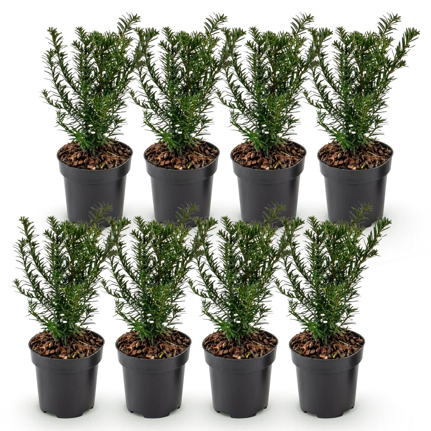 Green boutiQ - 8x Taxus baccata - Yew - Hedge Plants - Evergreen - Green - Pot 9cm - Height 20-30cm