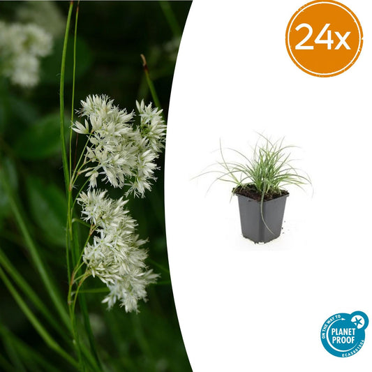 24x Luzula nivea - ↕10-25cm - Ø9cm