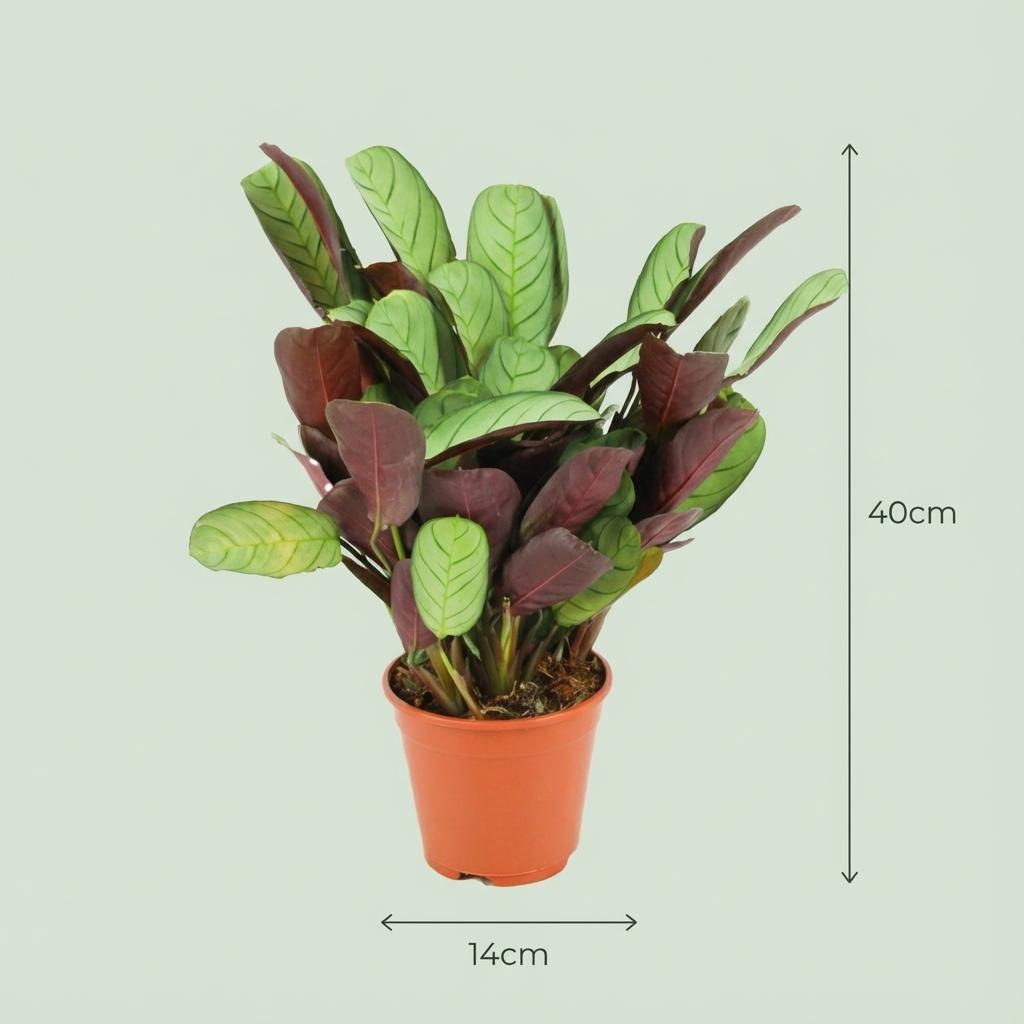 Ctenanthe Amagris - Ø 14 cm - Altezza: 35 - 40 cm