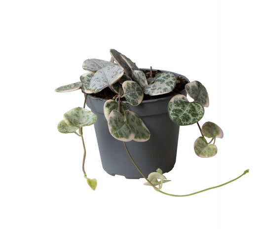 Ceropegia Woodii Variegata - Bonte rozenketting - Grijs - Groen - Beige - Tropisch - Ø6cm - ↕5cm