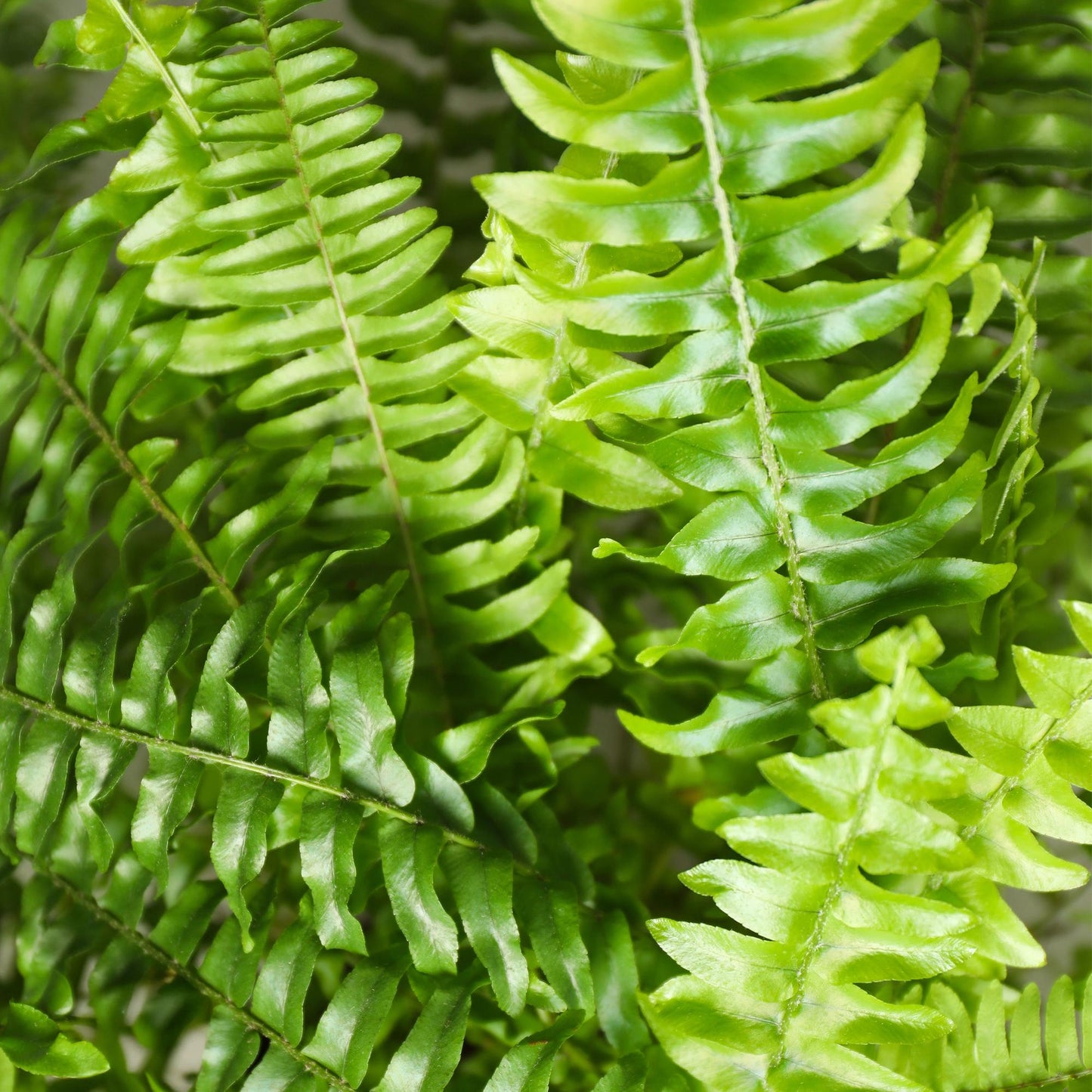 Pianta d'appartamento - Nephrolepsis exaltata Green Lady - Felce - Pianta Pet-Friendly - Verde - 4 Piante - con Cesto - Vaso 12cm - Altezza 25cm