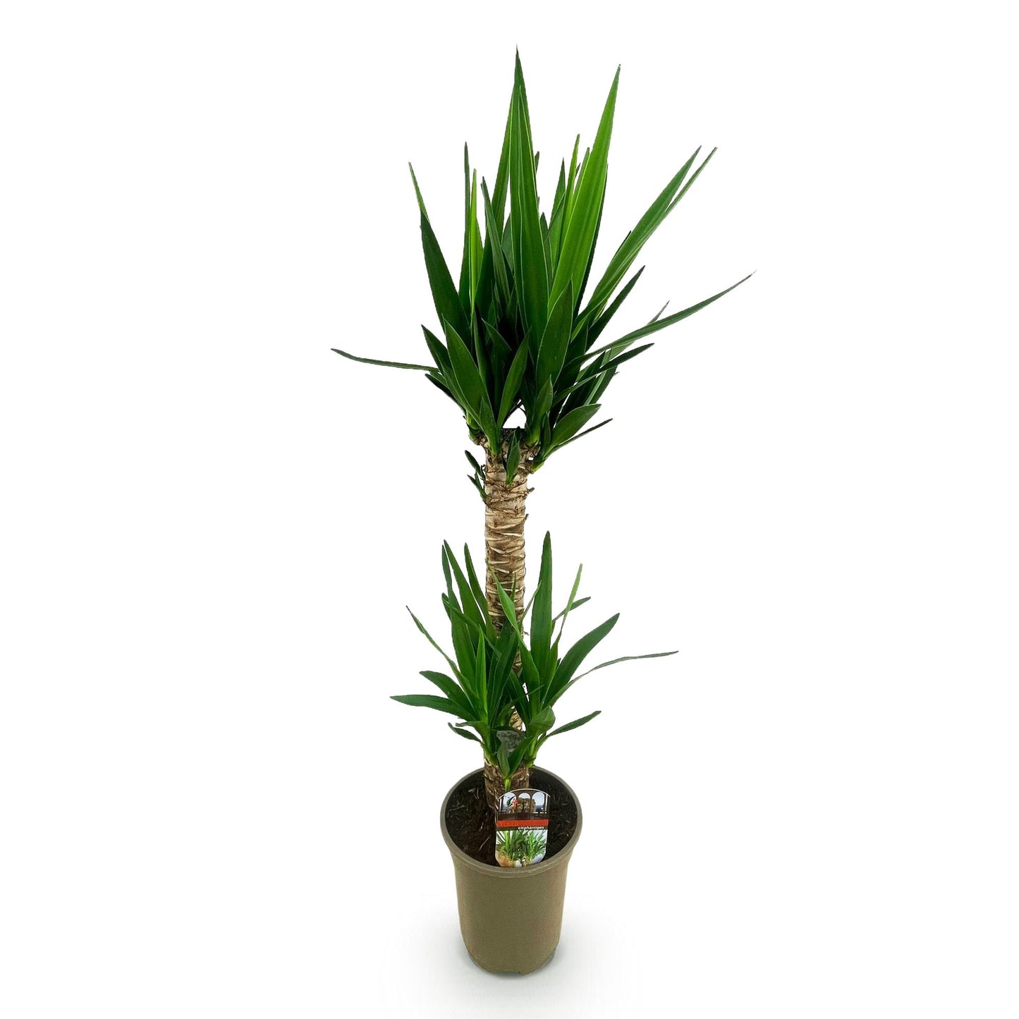 Green boutiQ - Houseplant - Yucca elephantipes - Yucca - Low maintenance - Green - 1 - Pot 19cm - Height 95cm
