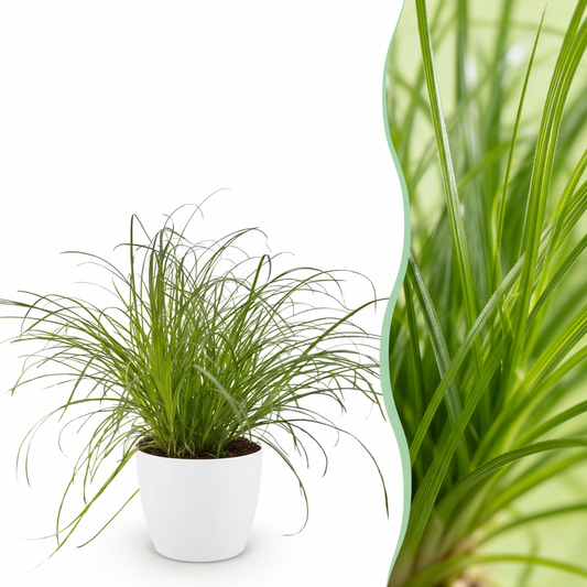 Kamerplant - Cyperus alternifolius Zumula - Kattengras - Huisdiervriendelijke Plant - Groen - 1 Plant - met Potter Wit - Pot 12cm - Hoogte 20cm
