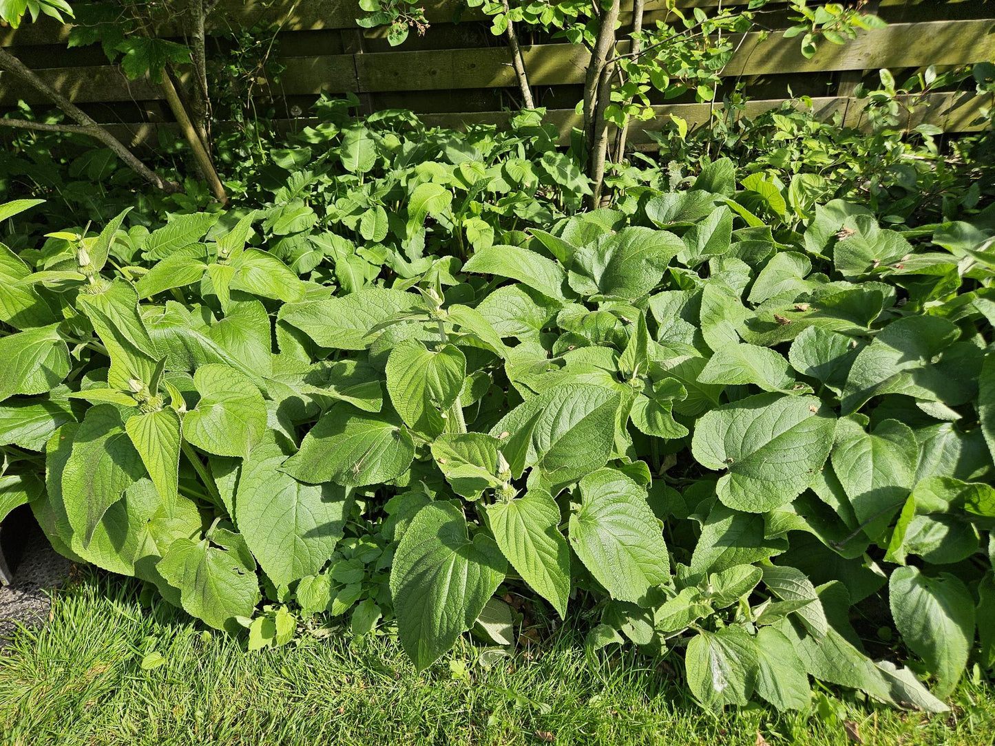 6x Phlomis russeliana - ↕10-25cm - Ø9cm
