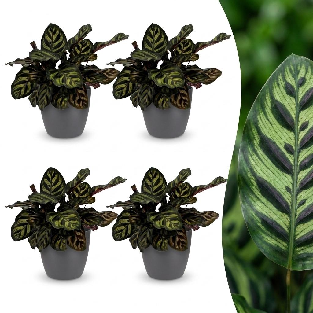 Green boutiQ - Calathea Makoyana - Peacock Plant - 4 Plants - with Potter Grijs - Pot 12cm - Height - 25cm