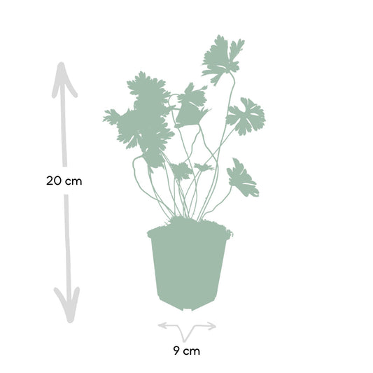 24x Geranium Rozanne - ↕10-25cm - Ø9cm