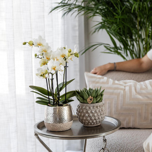 Orchidee colibrì | Orchidea Phalaenopsis bianca - Amabilis + Elite vaso argento - dimensioni vaso Ø9 cm - altezza 35 cm | pianta d'appartamento in fiore - fresca dal coltivatore