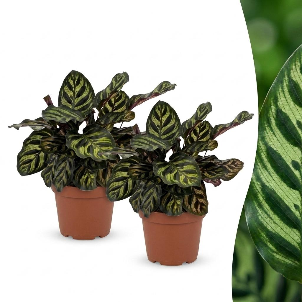 Calathea Makoyana - Pauwenplant - 2 Planten - Pot 12cm - Hoogte 25cm