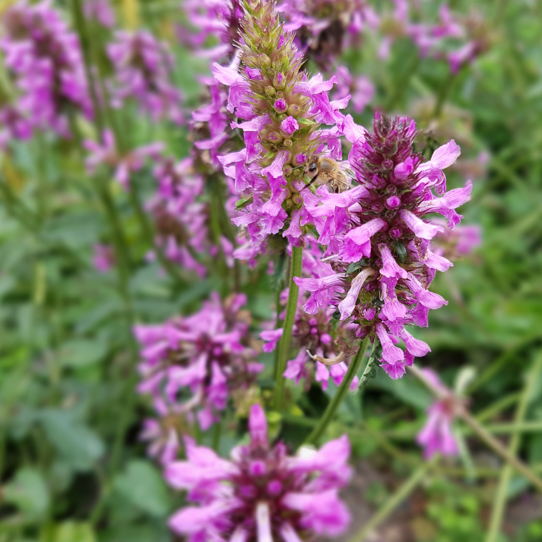 60x Stachys lun. 'Hummelo' - ↕10-25cm - Ø9cm