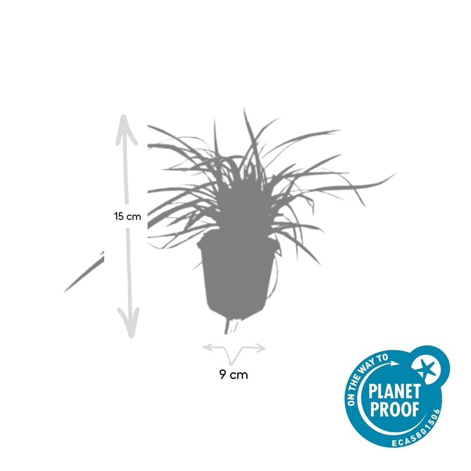 48x Carex morrowii 'Aureovariegata'  - ↕10-25cm - Ø9cm