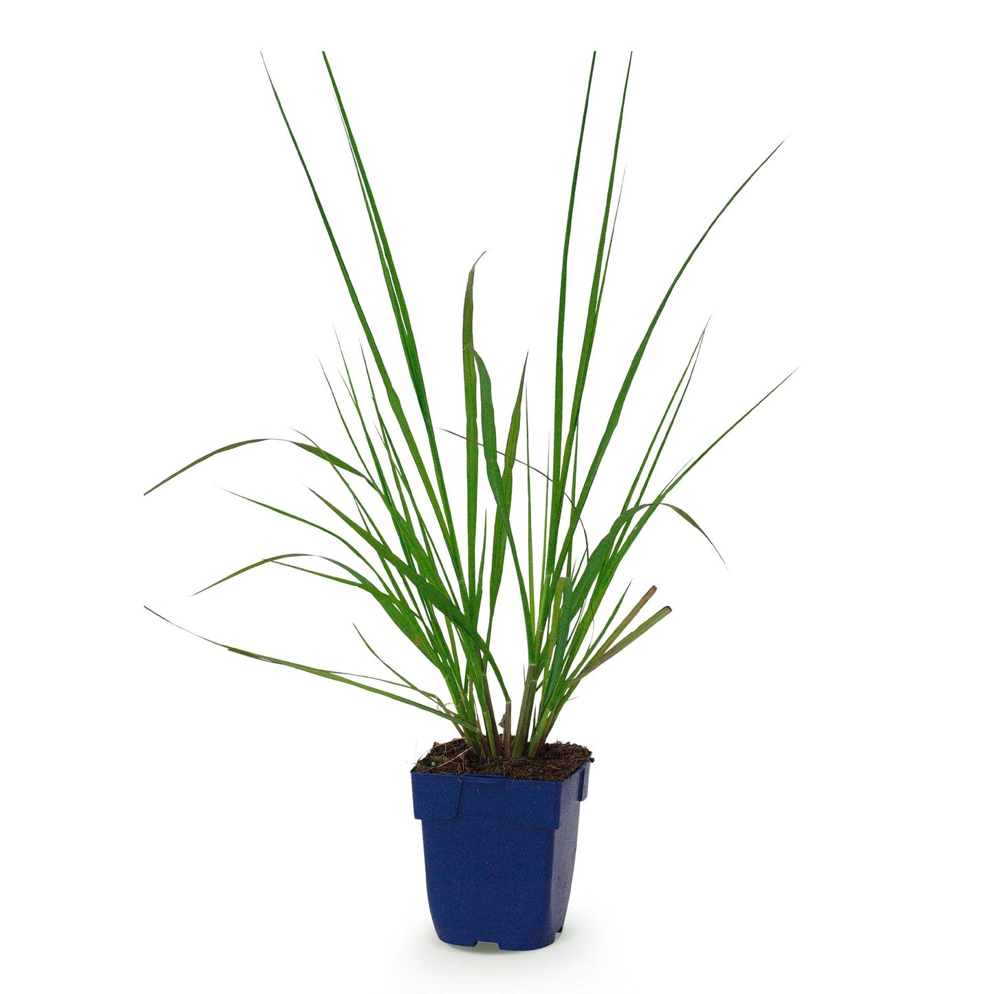 Grasses - Pennisetum alopecuroides 'Black Beauty' - Fountain Grass - With Plume - Green - 1 Plant - 11cm Pot - 15-25cm Height