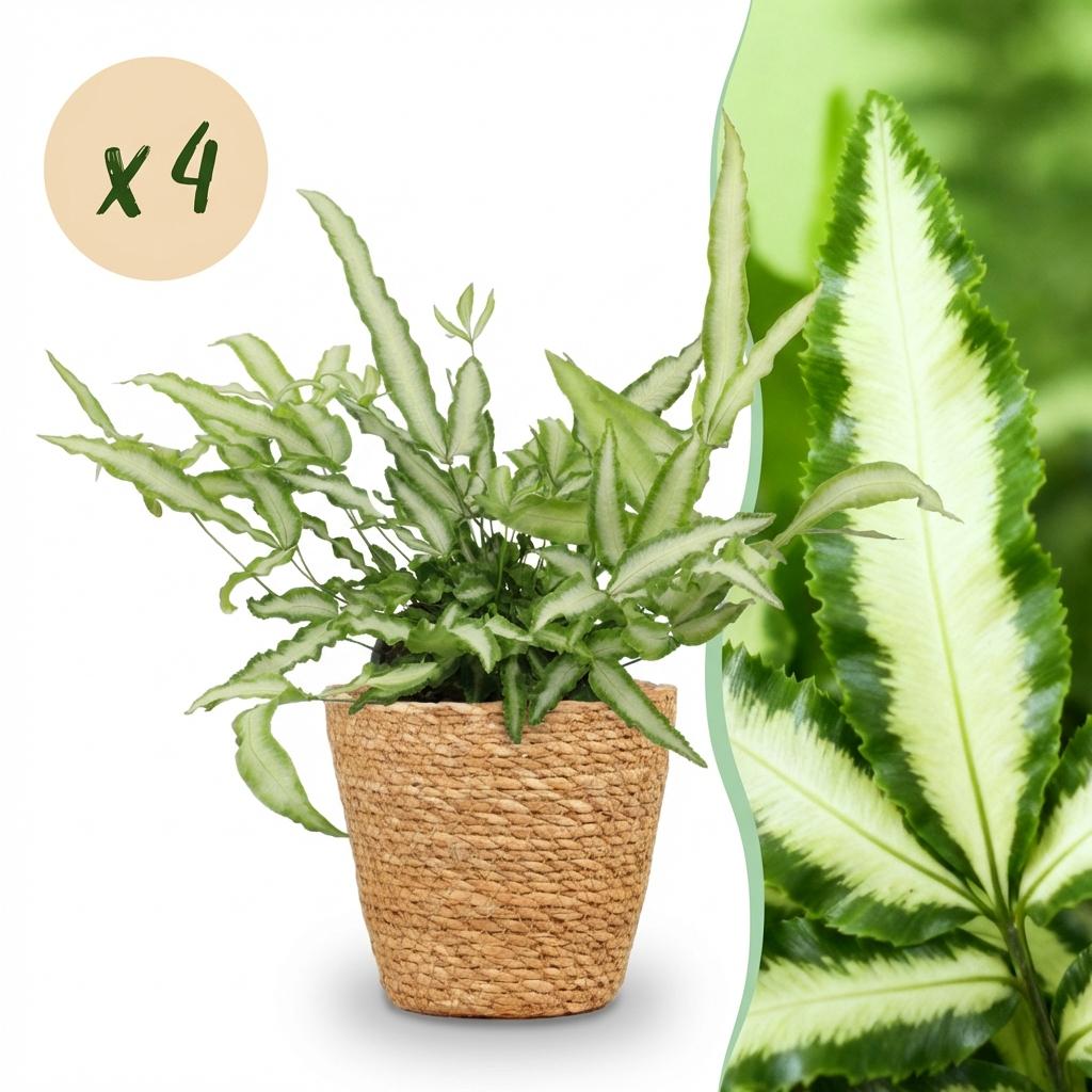Green boutiQ - Houseplant - Pteris cretica Albolineata - Ribbon Fern - Pet-Friendly Plant - Green - 4 Plants - with Basket - Pot 12cm - Height 20cm