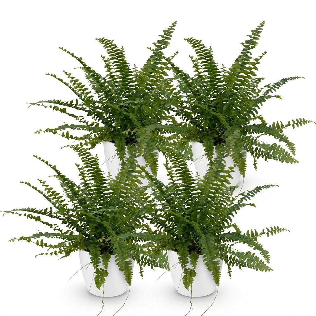 Houseplant - Nephrolepsis exaltata Green Lady - Fern - Pet-Friendly Plant - Green - 4 Plants - with White Planter - Pot 12cm - Height 25cm