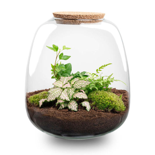 Terrario per piante - Emma - Kit fai da te - ↑ 25 cm - Ø 23 cm - Fittonia Pink Tiger