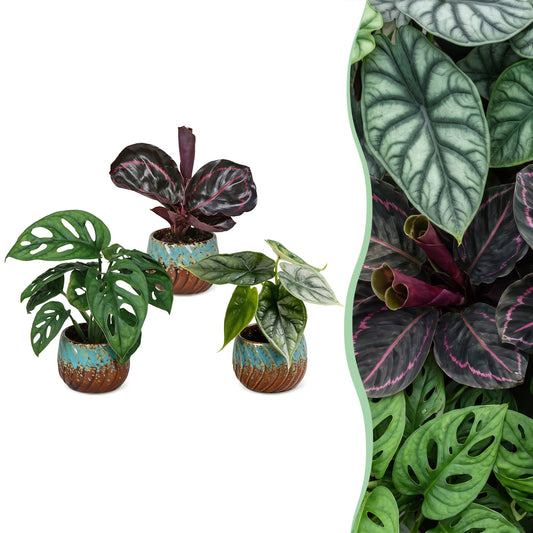 3x Baby Jungle Mix - Vari - Tropical - incl. Copper Reef - Ø6cm - ↕10-15cm