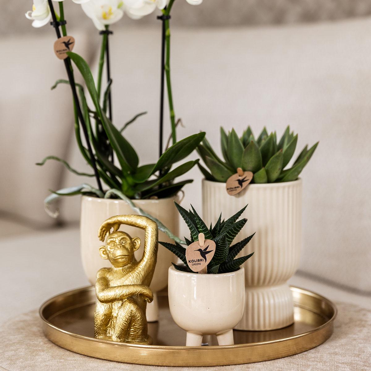 Hummingbird Company | Gift set Luxury Living | Plant set with white Phalaenopsis Orchid and Succulents incl. ceramic decorative pots