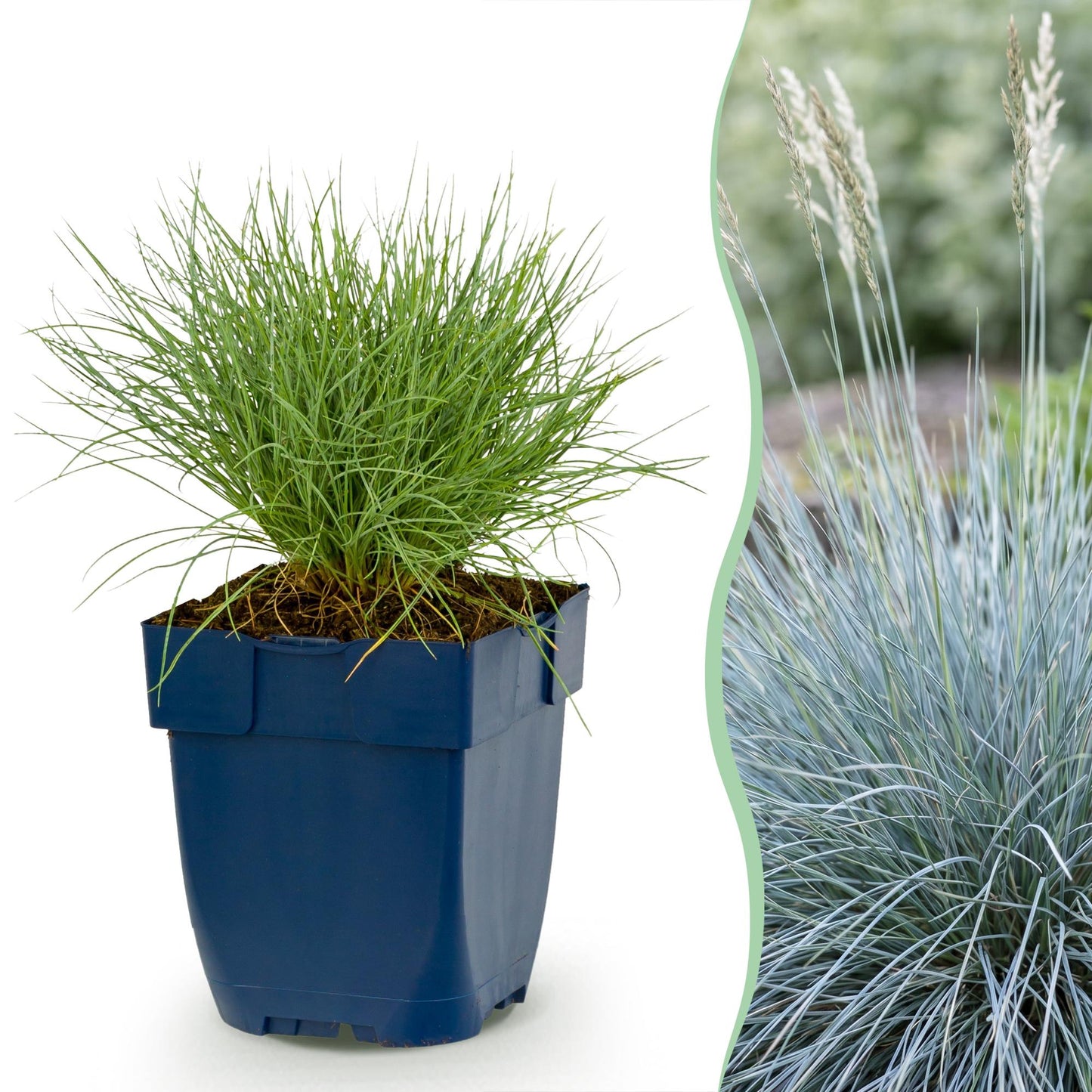 Pianta perenne - Festuca glauca - Erba blu - Sempreverde - Blu - 12 Piante - Vaso 11cm - Altezza 15-25cm