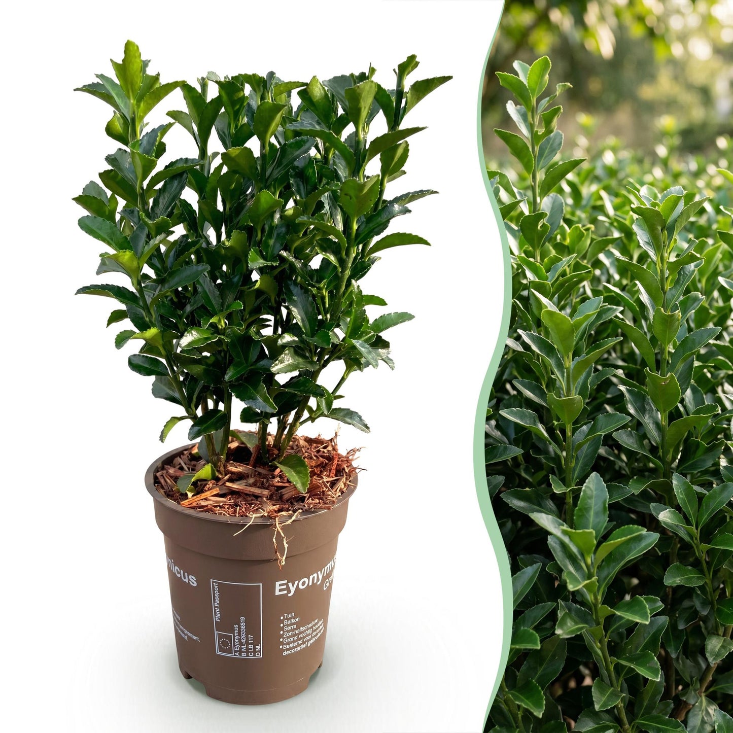 Green boutiQ - 16x Euonymus japonicus Green Spire - Fusaggine - Piante da siepe - Sempreverdi - Verdi - Vaso 9cm - Altezza 20-25cm