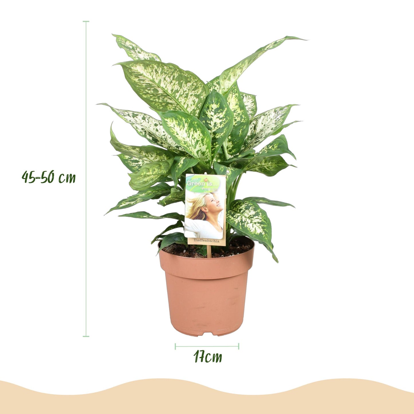 Green BoutiQ - Green is... Houseplants - Diefenbachia Compacta - Dieffenbachia - Low maintenance - Green - 1 Plant - Pot 17cm - Height 45-50cm