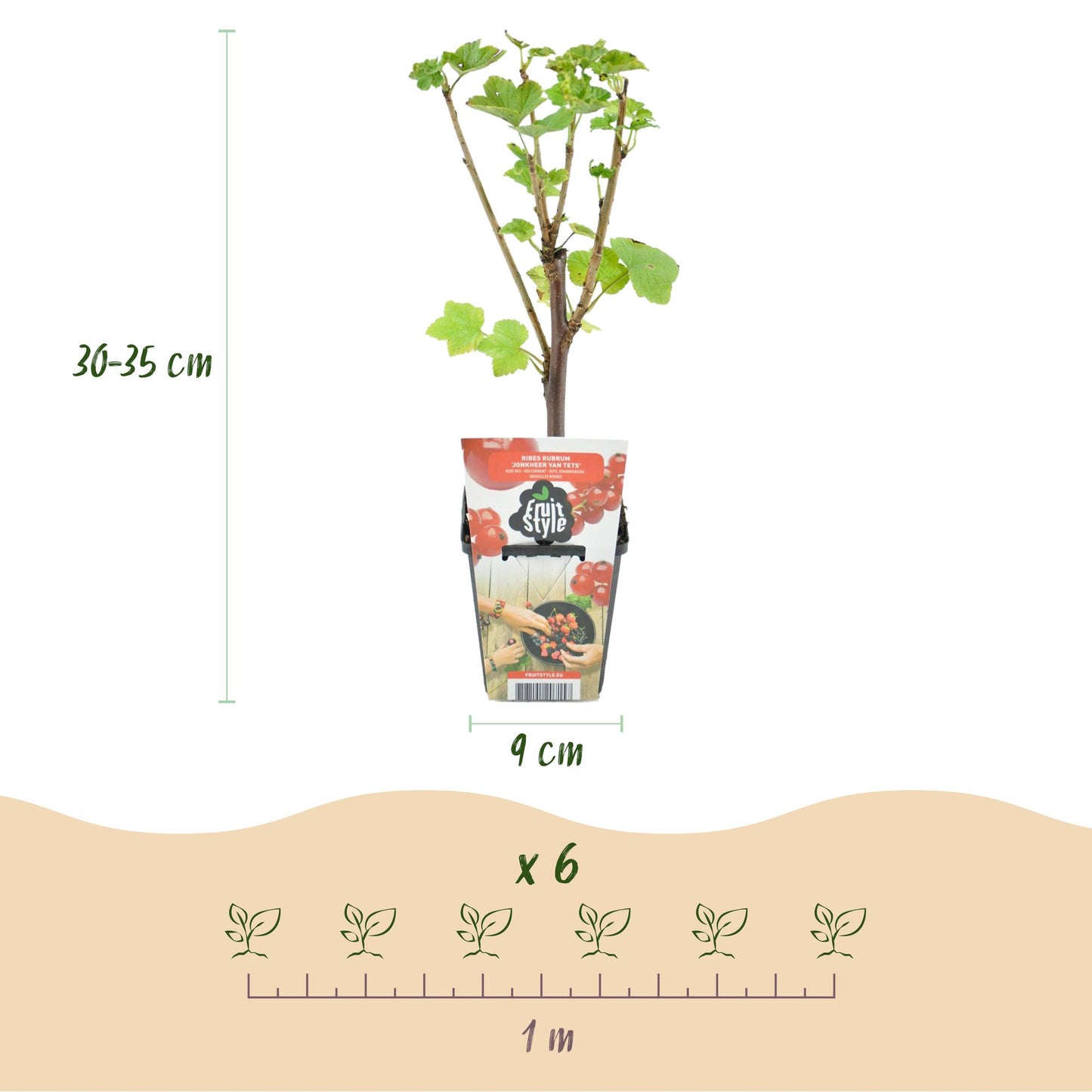 Green boutiQ - Fruit Plants - Rainbow - Red Currant - Yellow Raspberry - Blackberry - Blueberry - Winter Hardy - 4 Plants - 9cm Pot