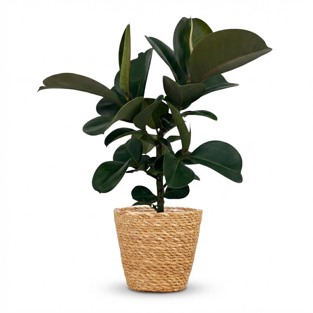 Green boutiQ - Indoor Plant - Rubber Plant - Ficus Elastica Cloe - Green - Low Maintenance - 1 Plant - with Basket - Pot 19cm - Height 65cm