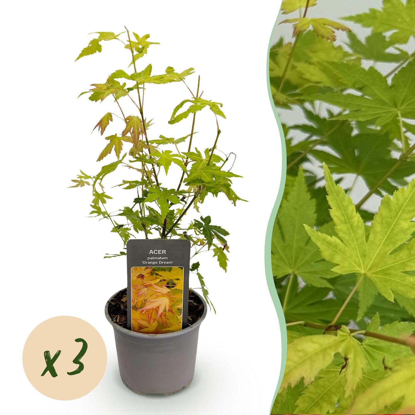 Green boutiQ - Garden Plant - Acer palmatum Orange Dream - Orange - 3 Plants - Deciduous - Low Maintenance - Pot 12cm Height 35cm