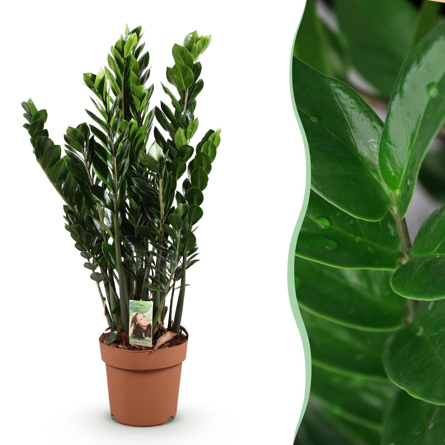 Green boutiQ - Houseplants - Zamioculcas - ZZ plant - Low maintenance - Green - 1 Plant - Pot 21cm - Height 80-90cm